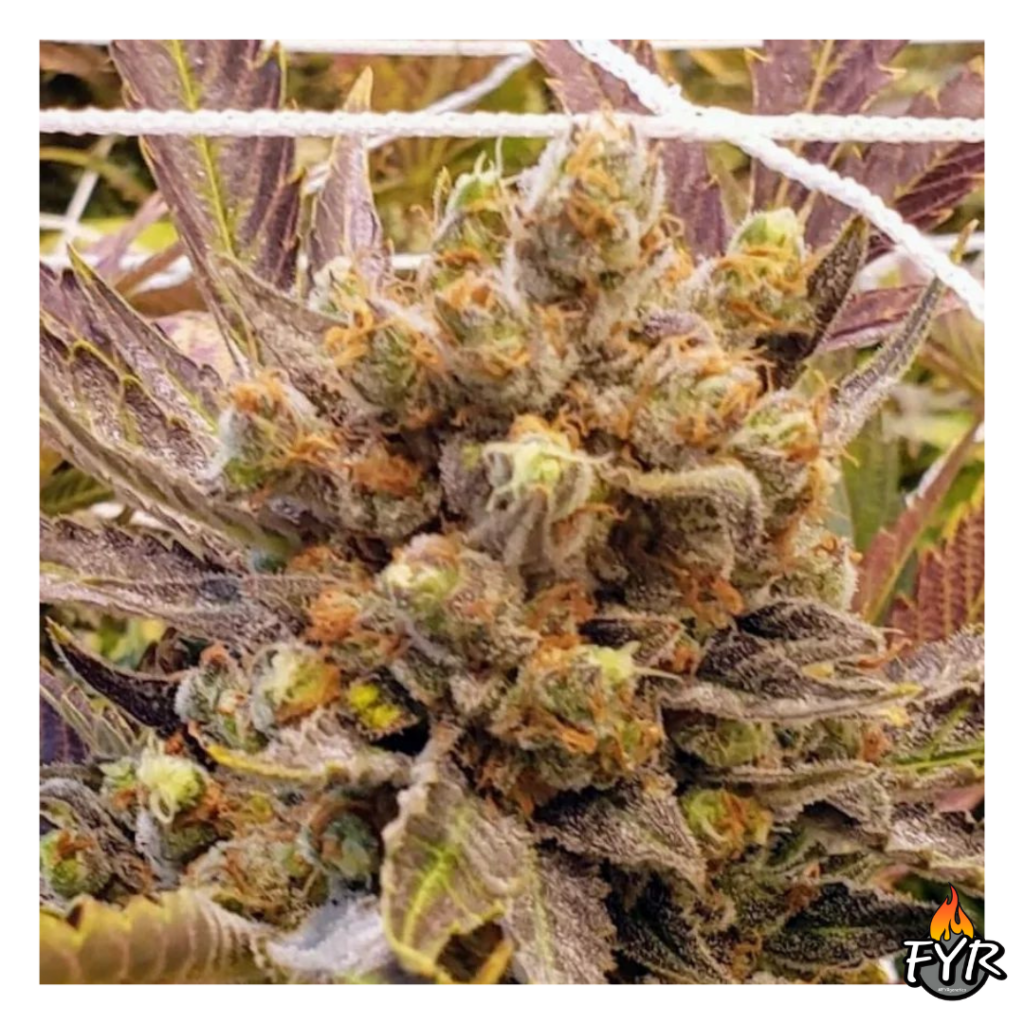 Sicilian Runtz – FYR Genetics